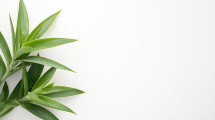 Fototapeta premium A minimalistic botanical composition featuring vibrant green leaves on the left side, set against a clean white background, emphasizing simplicity and natural beauty.