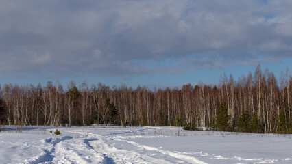 Forest in snowy winter, clean snow on calm trees