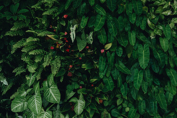 Leaf wall, plant wall, natural green wallpaper and background, nature wall, green forest nature...