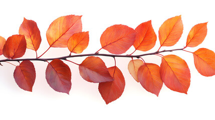 Fototapeta premium Vibrant orange and red autumn leaves branch isolated on white background