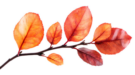 Naklejka premium Vibrant orange and red autumn leaves branch isolated on white background