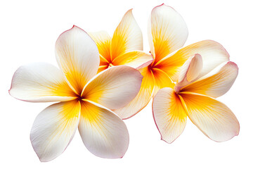 Beautiful Plumeria Flowers with Lush Green Leaves &ndash; Vibrant Tropical Floral Arrangement for Nature and Garden Decor