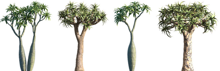 Set of Madagascar palm (Pachypodium lamerei) and Aloe dichotoma frontal isolated png on a...