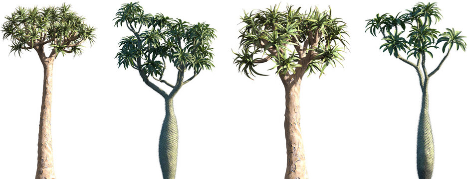 Set of Madagascar palm (Pachypodium lamerei) and Aloe dichotoma frontal isolated png on a transparent background perfectly cutout