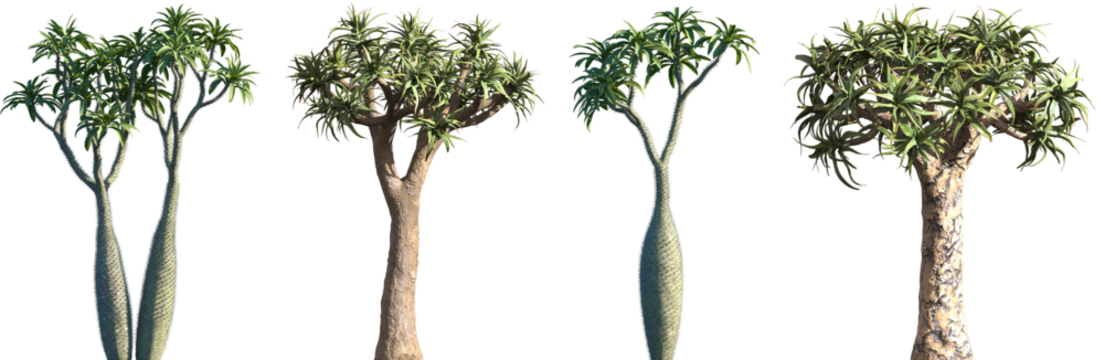 Set of Madagascar palm (Pachypodium lamerei) and Aloe dichotoma frontal isolated png on a transparent background perfectly cutout