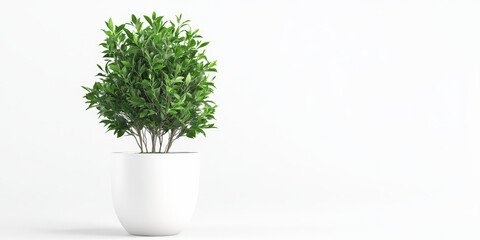 A small, lush green plant in a simple white pot against a plain white background.