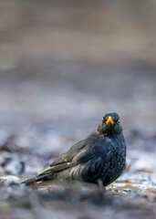 Blackbird (Turdus merula) in Central Bohemia, Czech Republic