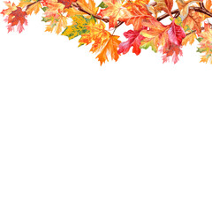border of bright autumn maple and oak leaves