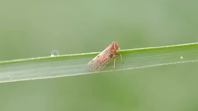 Typical planthopper from the Cicadellidae family, resting on a grass leaf. Macro video.