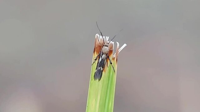 Small moths from the Gelechiidae family commonly referred to as twirler moths or gelechiid moths. Caterpillars are phytophagous. Macro video