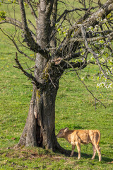 Cows on pasture in spring landscape, Slovakia