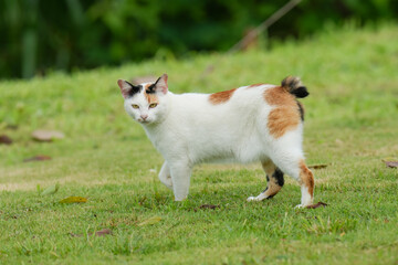 Three color kitty cat in garden city park outdoor. 