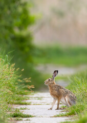 Field hare (Lepus europaeus) in Bird park Kosteliska near Dubnany, Southern Moravia, Czech Republic