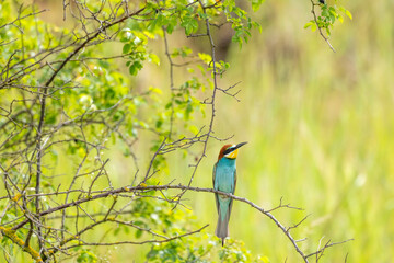European bee-eater, Merops apiaster, Palava, Southern Moravia, Czech Republic