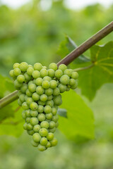 Detail grapes of the vine in the time before locking