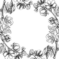The cotton is organic. A frame with cotton twigs. Black and white, detailed, graphic, vector illustration, hand-drawn, on a white background. For labels, packaging, postcards and posters.