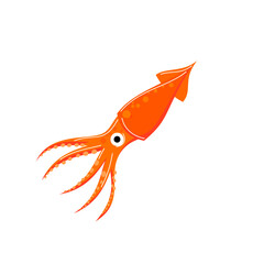 Squid on white background.