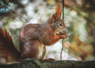 Fressendes Eichhörnchen im Baum