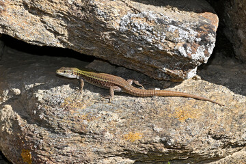 Erhard’s Wall Lizard, aegean wall lizard // Ägäische Mauereidechse (Podarcis erhardii naxensis) - Ios island, Cyclades, Greece