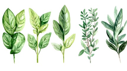 Delicate watercolor illustration of herbs, such as basil, thyme, and oregano