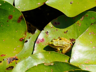 Edible frog (Pelophylax esculentus) which blends in with the spotted water lily leaves