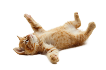 Cat Playing Isolated on Clear Transparent Background HD Ultra Resolution for Stock Photography and Pet Design Needs