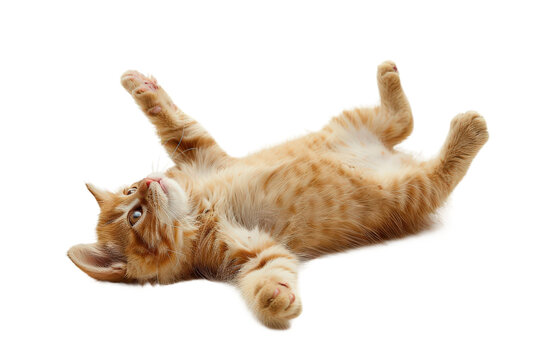 Cat Playing Isolated on Clear Transparent Background HD Ultra Resolution for Stock Photography and Pet Design Needs