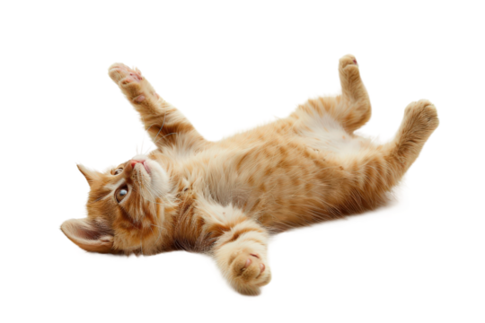 Cat Playing Isolated on Clear Transparent Background HD Ultra Resolution for Stock Photography and Pet Design Needs