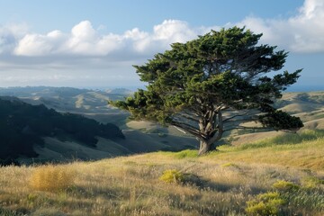 Obraz premium A lone tree stands in a field of grass