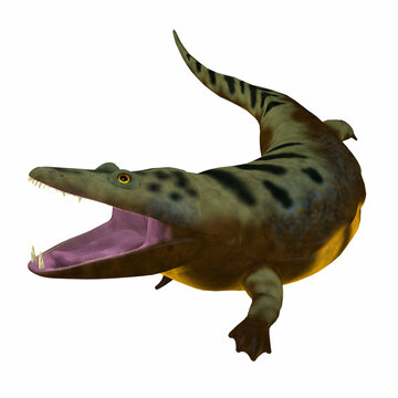 Mastodonsaurus Amphibian - Mastodonsaurus was an aquatic amphibian animal that lived in Europe during the Triassic Period.