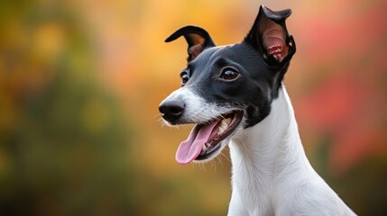 A happy dog with a playful expression against a colorful autumn background.