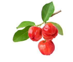 Acerola cherry hanging on branch  isolated on white background. Clipping path.