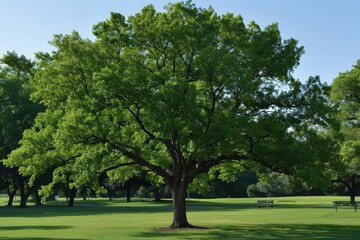 A large tree stands in a grassy field, casting a shadow on the ground