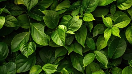 Fresh green leaves overlapping each other in a dense natural pattern. Close-up nature shot for design and wallpaper.