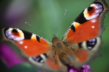 papillon, paon du jour
