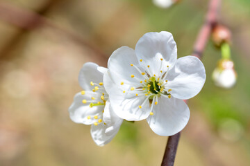 a white pear flower with yellow stamens on it macro