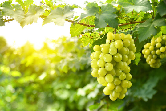 Close-up green grape cluster on vine in the vineyard.
