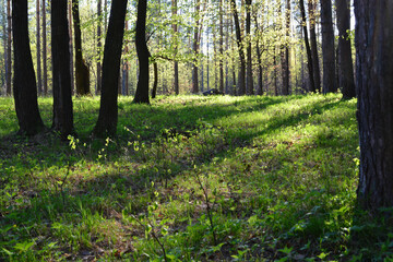 a forest with trees and green grass and sunlight in the background