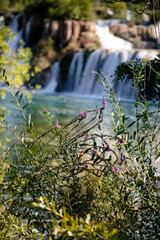 Flowers on the background waterfalls in Krka National Park, Croatia, Europe