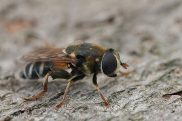 Detailed closeup on a Southern European hoverfly of the Merodon avidus complex from the Gard, France