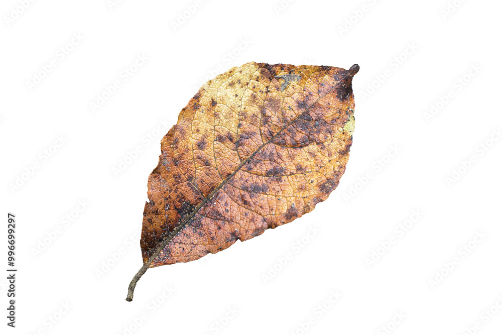 Wall mural autumn leaf in fall colour during november, macro close up png file cut out and isolated on a transp