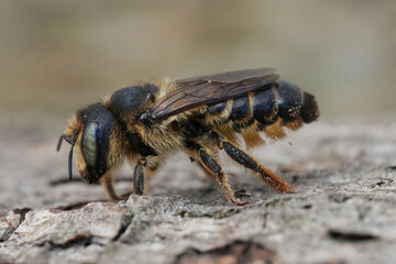 Closeup on a brown colored European horned woodborer, Lithurgus cornutus, sitting on wood in the Gard