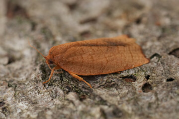 Closeup on a small brown European Carnation Tortrix moth, Cacoecimorpha pronubana sitting on wood