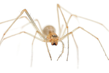 High Quality Cellar Spider Isolated on Transparent Background Perfect for Digital Design and Stock Photo Collections