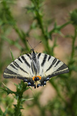 Fototapeta premium Closeup on a European Scarce Swallowtail butterfly, Iphiclides podalirius drinking nectar from a purple thistle