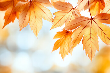 Close-up of autumn maple leaves illuminated with rim light