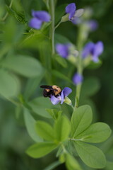 bumble bee on a flower