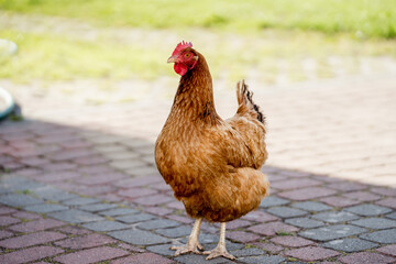 Chickens in a Farm Garden – Organic Free-Range Poultry Farming