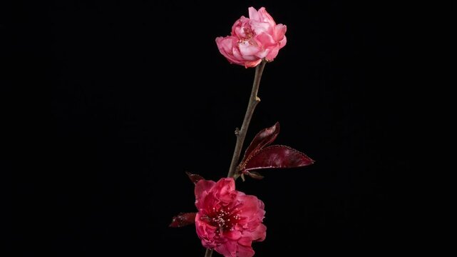 Red plum blossom time-lapse photography