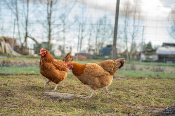 Chickens in a Farm Garden – Organic Free-Range Poultry Farming